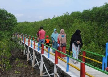 Pemkot Bandar Lampung Programkan Kawasan Wisata Hutan Mangrove di Pulau Pasaran