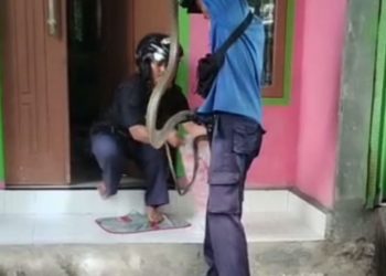 Ular Kobra Sepanjang 3 Meter Masuk Rumah Warga di Pesisir Barat