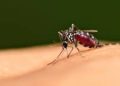 Aktivitas Tambang Bijih Timah Picu Kasus Malaria di Babel