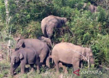 Petani di Aceh Tewas Diinjak Gajah