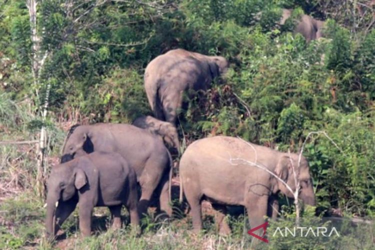 Petani di Aceh Tewas Diinjak Gajah