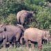 Petani di Aceh Tewas Diinjak Gajah