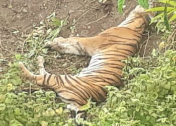 Seekor Harimau DitemukanMati di Perkebunan Aceh