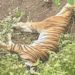 Seekor Harimau DitemukanMati di Perkebunan Aceh