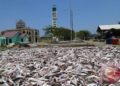 Produksi IkanTeri di Aceh Jaya Capai 35 Ton