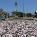 Produksi IkanTeri di Aceh Jaya Capai 35 Ton