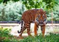 Pembalak Liar di Riau Tewas Diterkam Harimau Sumatra