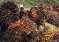 Harga Tandan Sawit di Riau Turun Rp187,67/Kg