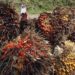 Harga Tandan Sawit di Riau Turun Rp187,67/Kg