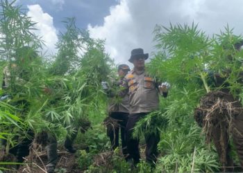 Polisi Temukan 450 Batang Ganja di Aceh Besar
