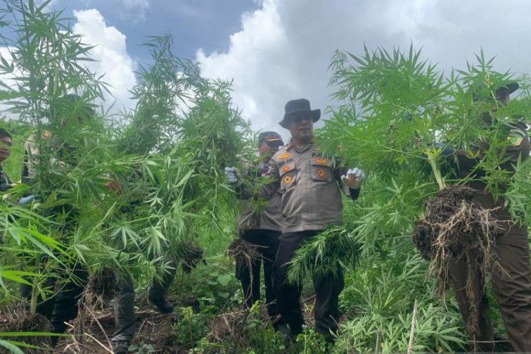 Polisi Temukan 450 Batang Ganja di Aceh Besar