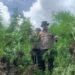 Polisi Temukan 450 Batang Ganja di Aceh Besar