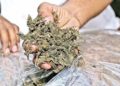 BNNP Bangka Belitung Gagalkan Peredaran 7,5 Kg Ganja
