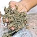 BNNP Bangka Belitung Gagalkan Peredaran 7,5 Kg Ganja