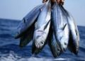 Ikan Tongkol Sumbang Inflasi Aceh pada Mei 2023