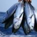 Ikan Tongkol Sumbang Inflasi Aceh pada Mei 2023