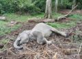 Seekor Anak Gajah Ditemukan Mati di Kabupaten Aceh Timur