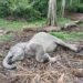 Seekor Anak Gajah Ditemukan Mati di Kabupaten Aceh Timur