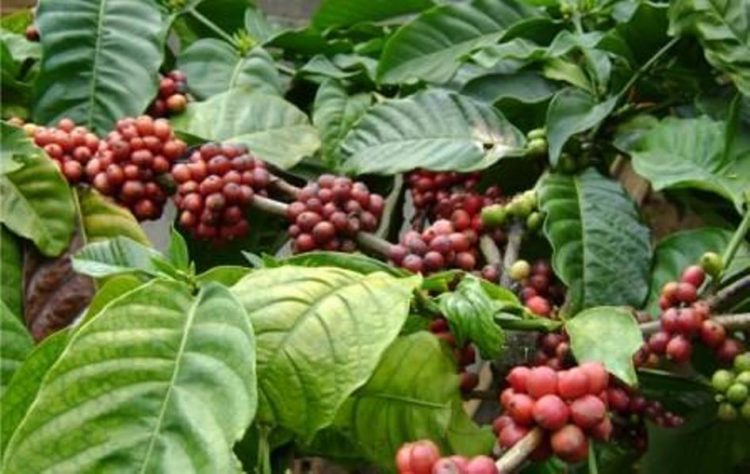 Potensi Pertanian di Bengkulu Menjanjikan