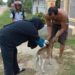 Dinakkan Kabupaten Siak Tangani 6 Korban Gigitan Hewan Penular Rabies