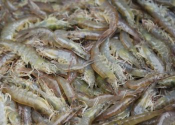 Potensi Udang di Lampung Menjanjikan Peluang Ekonomi dan Kesejahteraan