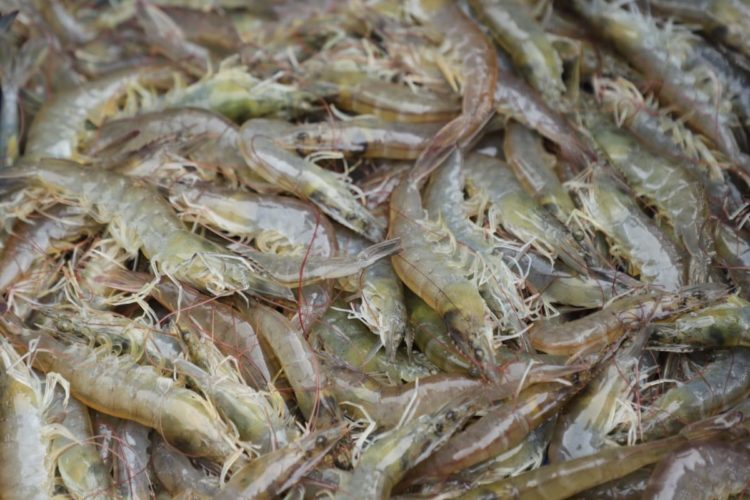 Potensi Udang di Lampung Menjanjikan Peluang Ekonomi dan Kesejahteraan