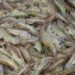 Potensi Udang di Lampung Menjanjikan Peluang Ekonomi dan Kesejahteraan