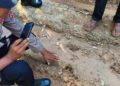 Harimau Sumatra Masuk ke Permukiman Penduduk di Aceh Timur