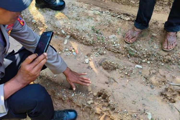 Harimau Sumatra Masuk ke Permukiman Penduduk di Aceh Timur