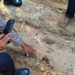 Harimau Sumatra Masuk ke Permukiman Penduduk di Aceh Timur