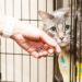 6 Cara Membersihkan Kandang Kucing Agar Selalu Sehat