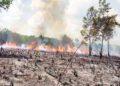 Pelaku Pembakaran Hutan dan Lahan di Jambi Ditangkap