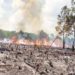 Pelaku Pembakaran Hutan dan Lahan di Jambi Ditangkap