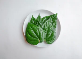 Cara Olah Daun Sirih dan Manfaatnya untuk Kesehatan