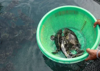 Masyarakat Bangka Belitung Didukung Kembangkan Budi Daya Ikan Kerapu