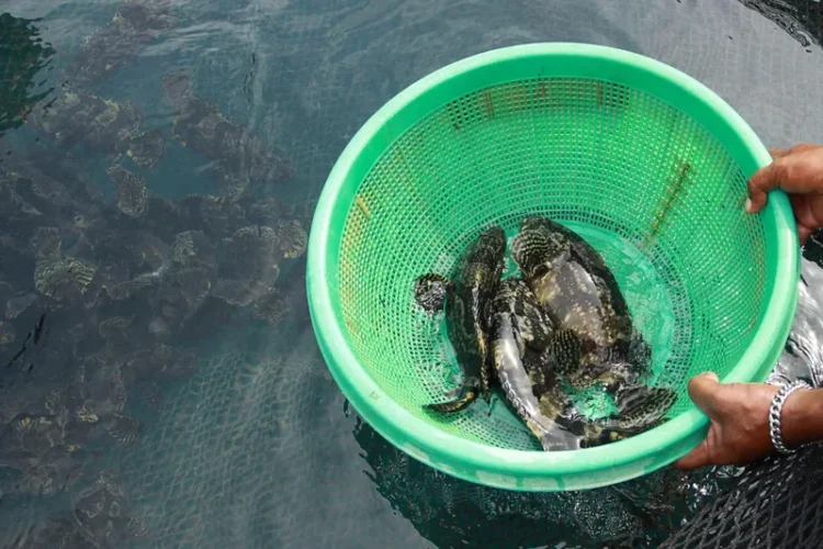 Masyarakat Bangka Belitung Didukung Kembangkan Budi Daya Ikan Kerapu