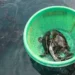 Masyarakat Bangka Belitung Didukung Kembangkan Budi Daya Ikan Kerapu