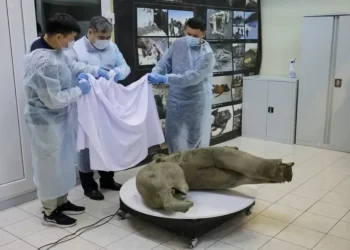 Ilmuwan Rusia Temukan Fosil Bayi Mammoth Berusia 50.000 Tahun di Siberia Penelitian Ungkap Pertumbuhan Cepat Mammoth Muda Dibandingkan Hewan Modern