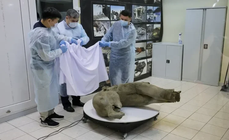 Ilmuwan Rusia Temukan Fosil Bayi Mammoth Berusia 50.000 Tahun di Siberia Penelitian Ungkap Pertumbuhan Cepat Mammoth Muda Dibandingkan Hewan Modern