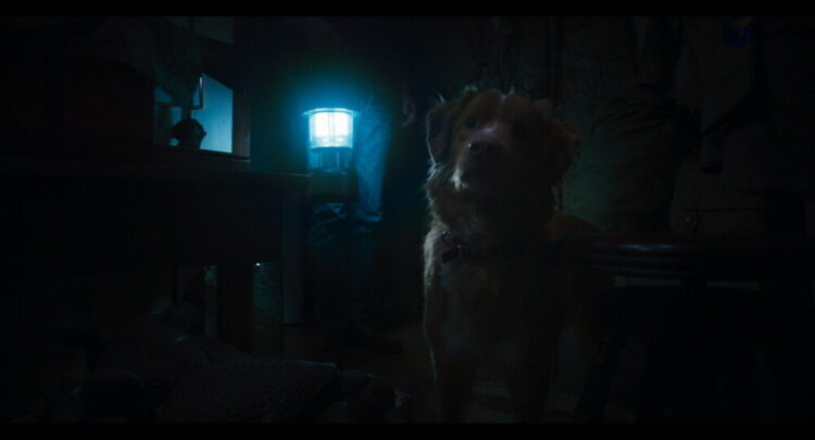 Good Boy: Film Horor Rumah Berhantu dari Perspektif Anjing yang Unik