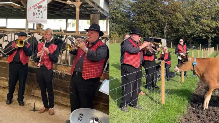 Musik Jazz untuk Sapi: Cara Unik Peternakan Inggris Tingkatkan Produksi Susu